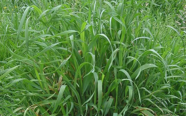 Пирій користь: які переваги приносить ця лікарська рослина? Пирій користь: які переваги приносить ця лікарська рослина?