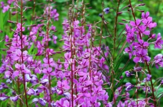 Яка користь іван-чаю? Ключові переваги для здоров’я та самопочуття