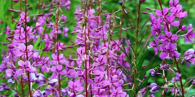 Питання про користь іван-чаю: як впливає на здоров’я організму? Питання про користь іван-чаю: як впливає на здоров’я організму?