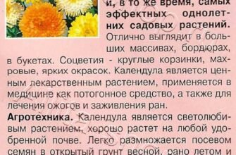 Календула користь: як ця рослина покращує здоров’я та самопочуття?