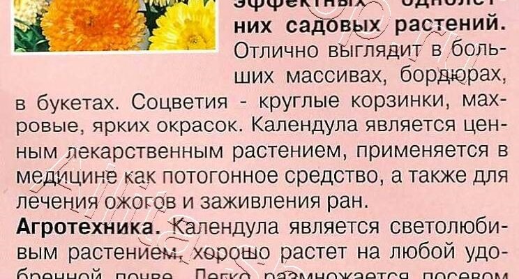 Календула користь: як ця рослина покращує здоров’я та самопочуття? Календула користь: як ця рослина покращує здоров’я та самопочуття?
