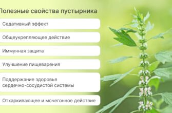 Чи варто вживати пустирник: переваги та ризики для здоров’я?