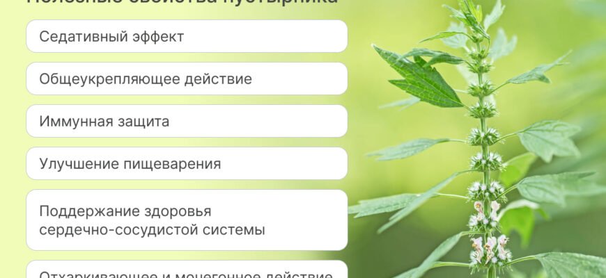 Чи варто вживати пустирник: переваги та ризики для здоров’я?