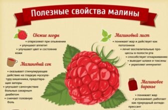 Як малина впливає на здоров’я: користь і можливі небезпеки?