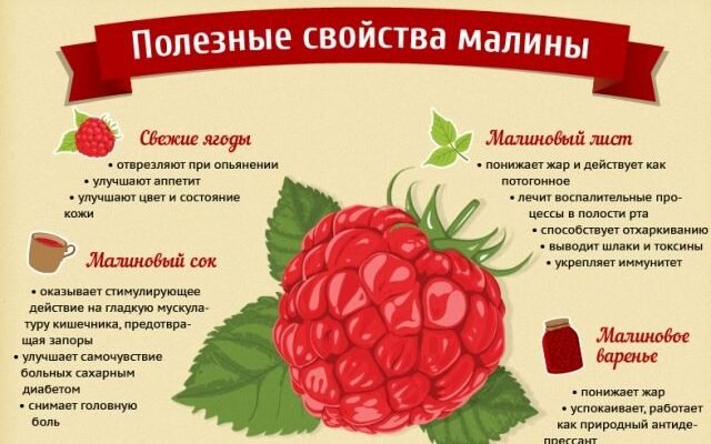 Як малина впливає на здоров’я: користь і можливі небезпеки? Як малина впливає на здоров’я: користь і можливі небезпеки?