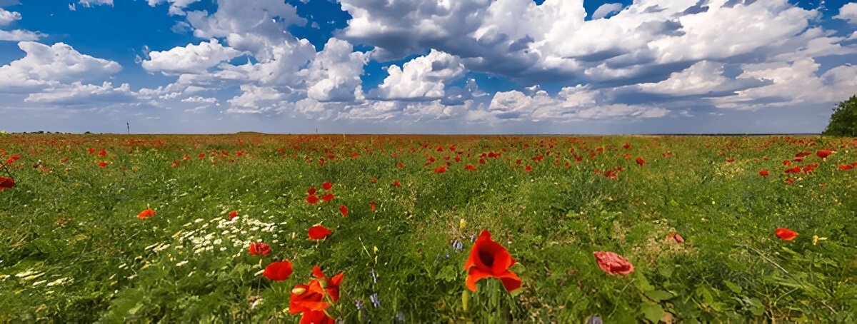 Вітаю З Днем незалежності у прозі