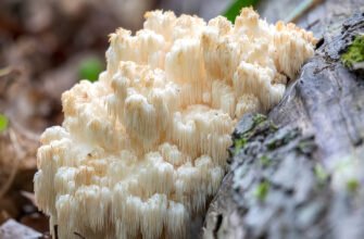 Які корисні властивості має ежовик гребенчатий?