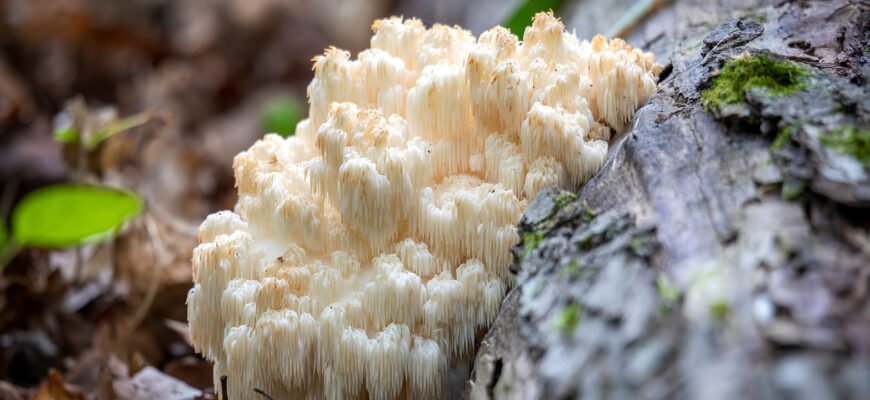 Які корисні властивості має ежовик гребенчатий?