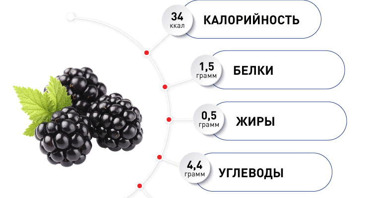 Чим корисна та шкідлива ожина: як впливає на ваше здоров’я? Чим корисна та шкідлива ожина: як впливає на ваше здоров’я?