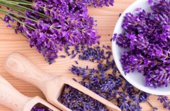 Як лаванда приносить користь жінкам: основні переваги та застосування