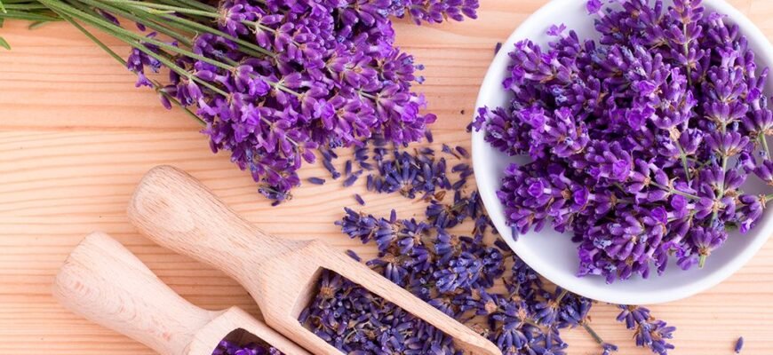 Як лаванда приносить користь жінкам: основні переваги та застосування Як лаванда приносить користь жінкам: основні переваги та застосування