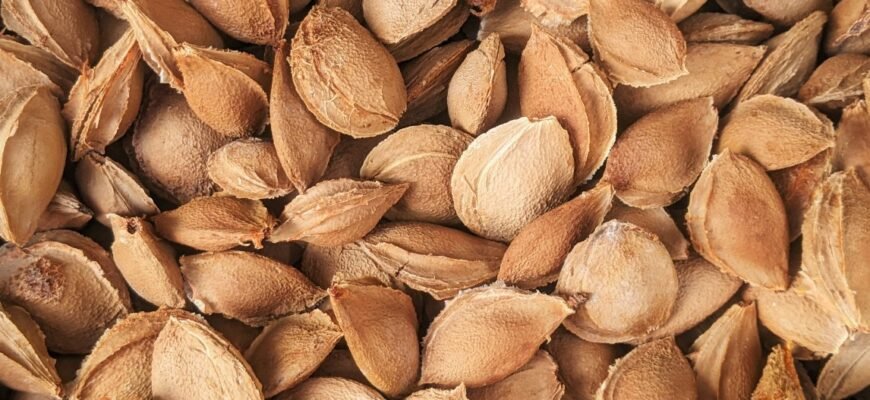 Чи корисні косточки абрикоса? Досліджуємо користь і властивості