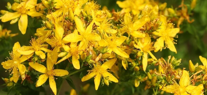 Як зверобій допомагає здоров’ю: користь і властивості рослини