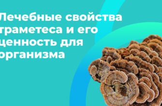 Переваги використання траметесу: користь для здоров’я та терапії