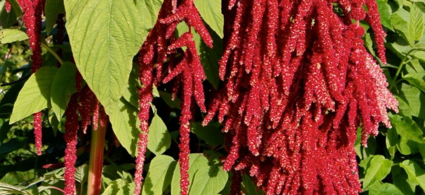 Що таке амарант: корисні властивості та застосування суперфуду