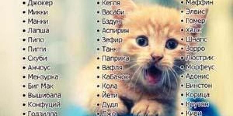 Як обрати імена для кішки: поради та популярні варіанти 2023 Як обрати імена для кішки: поради та популярні варіанти 2023