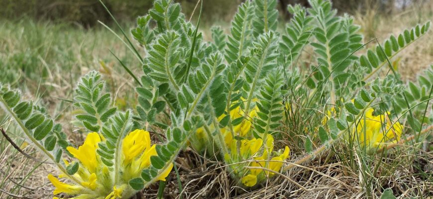Чим корисний астрагал: користь і можливі шкідливі ефекти?