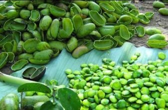 Гриффония: користь і шкода – чи варто включати в свій раціон?