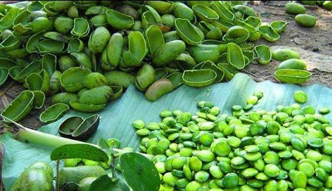 Гриффония: користь і шкода – чи варто включати в свій раціон? Гриффония: користь і шкода – чи варто включати в свій раціон?