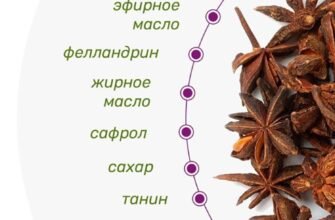 Як бадьян та його користь можуть покращити ваше здоров’я?