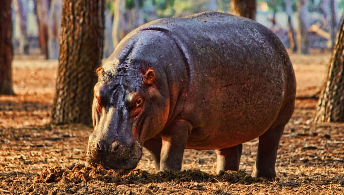 Чим відрізняються гіпопотами і бегемоти? Головні відмінності видів