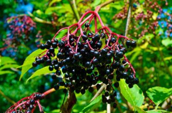 Що лікує бузина: корисні властивості та застосування в медицині Що лікує бузина: корисні властивості та застосування в медицині