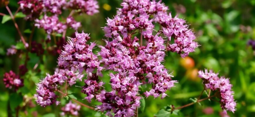 Душиця – користь та цілющі властивості цієї рослини