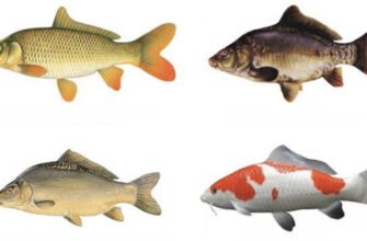 Карп і Короп: В Чому Різниця Між Цими Двома Поширеними Рибами?