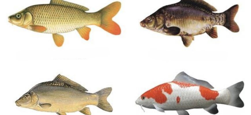 Карп і Короп: В Чому Різниця Між Цими Двома Поширеними Рибами?