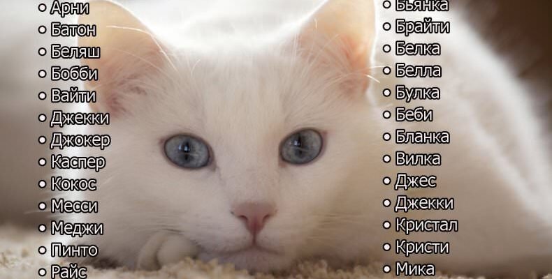 Як вибрати найкращі котячі імена для дівчаток: корисні поради Як вибрати найкращі котячі імена для дівчаток: корисні поради