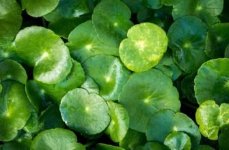 Чи дійсно центелла азіатська корисна чи шкідлива для здоров’я?