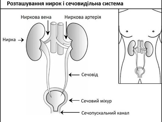 Що таке нирки: основні функції органу в нашому організмі