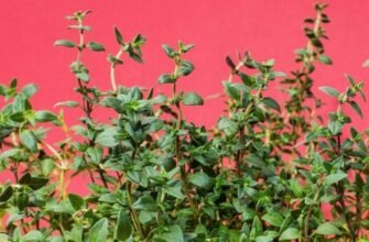 Чебрець: що лікує та як з його допомогою покращити здоров’я?