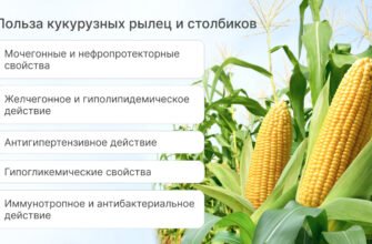 Кукурузні рильця: користь та шкода. Дізнайся всі деталі тут!