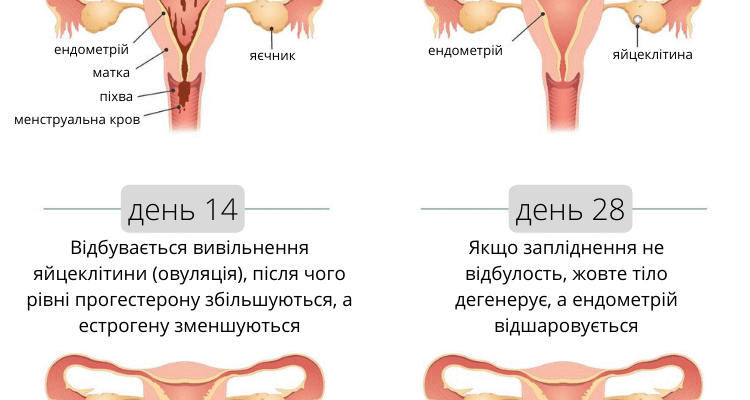 Що таке менструальний цикл: основи, фази та тривалість процесу
