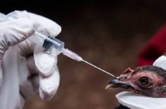 Вакцина проти хвороби Ньюкасла: захист вашої птиці ефективно