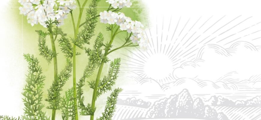 Переваги та недоліки тысячелистника: користь і шкода рослини