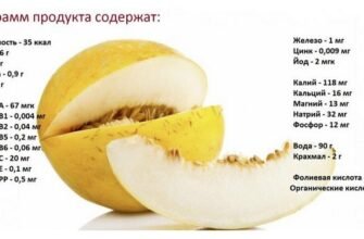 Чи корисна диня? Дізнайтеся про її користь і можливу шкоду