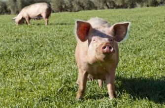 Що таке рахіт: причини, симптоми та методи лікування хвороби