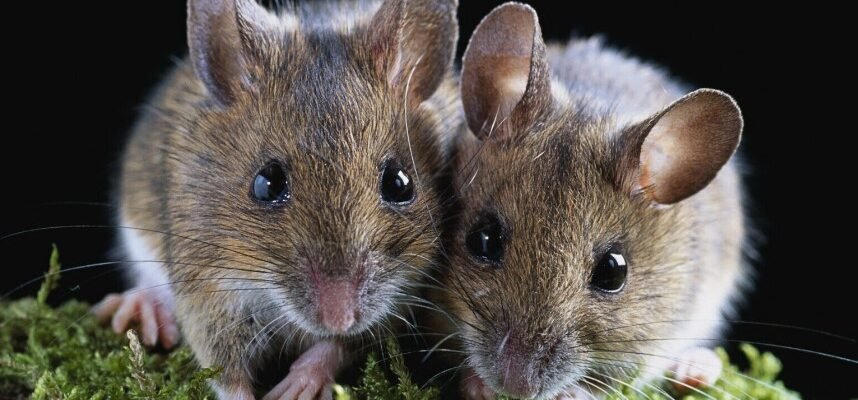 Відпочинок у Хорватії: Найкращі морські курорти для незабутнього релаксу