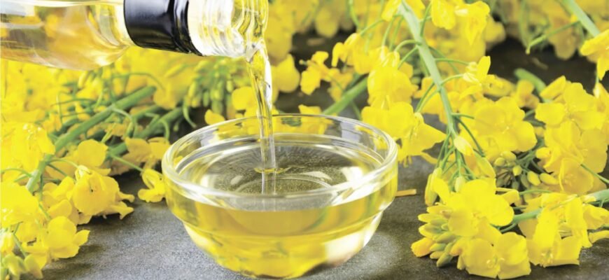 Рапсове масло: користь і шкода. Що важливо знати? Рапсове масло: користь і шкода. Що важливо знати?