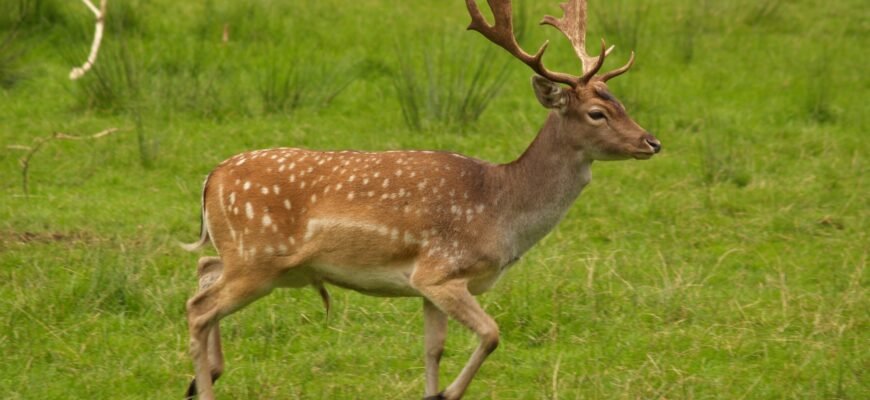 Що таке лан: визначення, значення та роль у сучасному світі