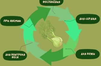 Фенхель користь і шкода: Які переваги та ризики рослини?