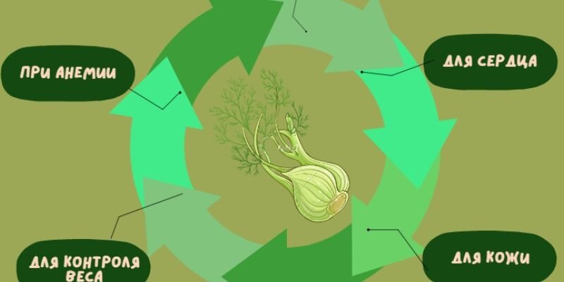 Фенхель користь і шкода: Які переваги та ризики рослини? Фенхель користь і шкода: Які переваги та ризики рослини?