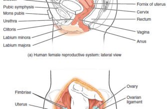 Що таке матка: визначення, функції та роль у репродукції людини