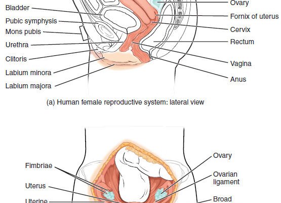 Що таке матка: визначення, функції та роль у репродукції людини