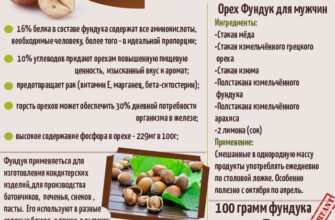 Яка користь від фундука? Дослідження переваг та корисних властивостей.