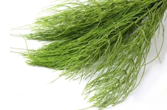 Хвощ польовий: що лікує і які проблеми зі здоров’ям вирішує?