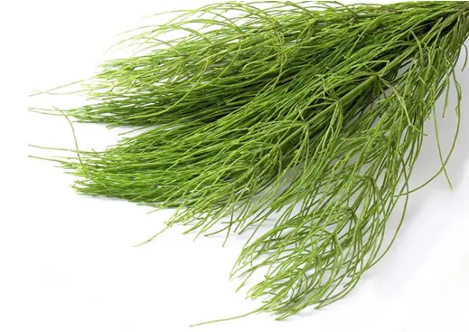 Хвощ польовий: що лікує і які проблеми зі здоров’ям вирішує? Хвощ польовий: що лікує і які проблеми зі здоров’ям вирішує?