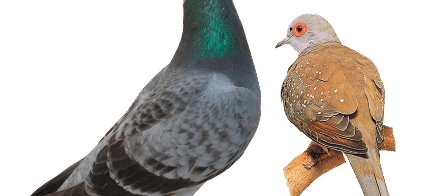 Горлиця і голуб: в чому різниця між цими птахами?